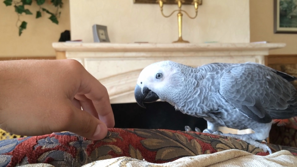 Попугай просит погладить 