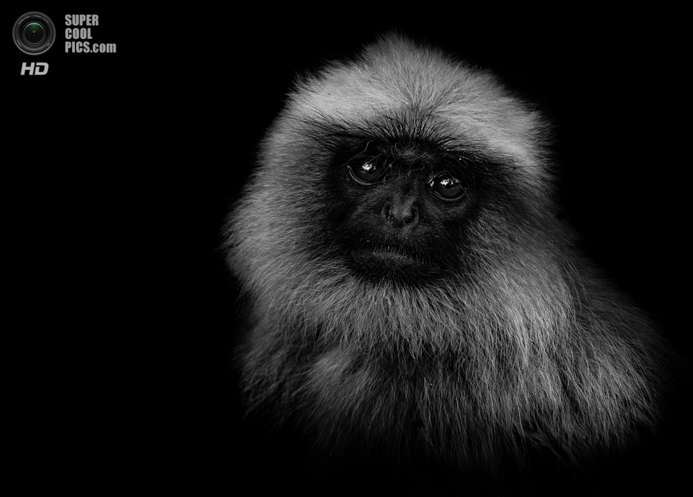 чёрно-белые портреты диких животных
