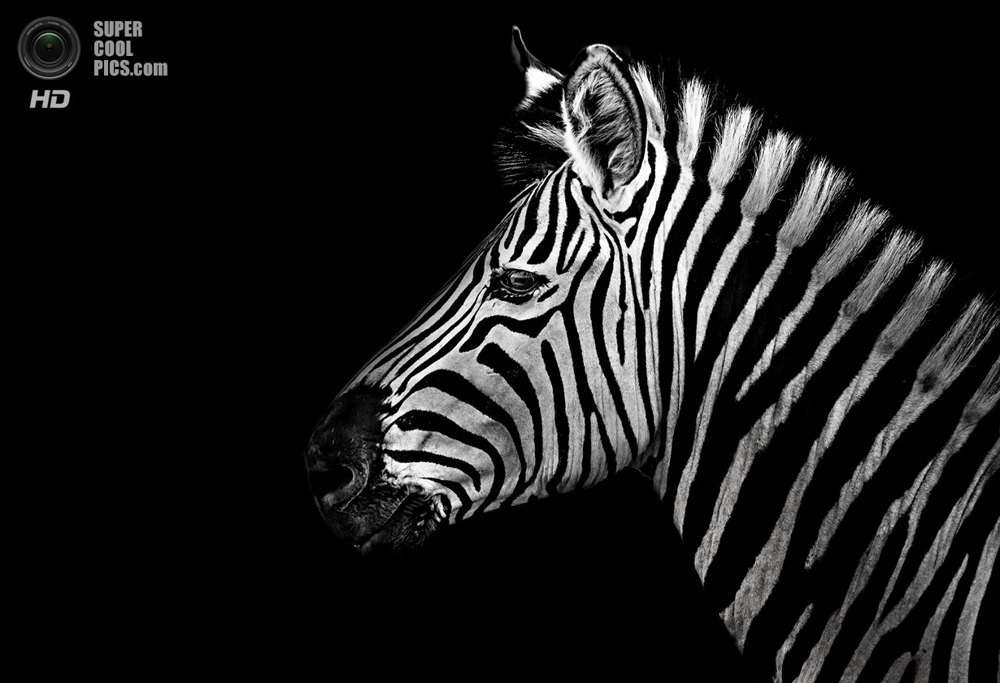 чёрно-белые портреты диких животных