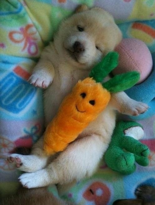 Даже щенки любят спать в обнимку со своей любимой игрушкой
