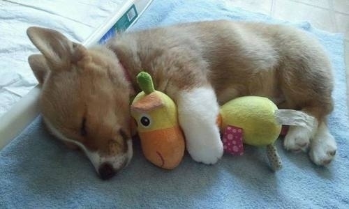 Даже щенки любят спать в обнимку со своей любимой игрушкой