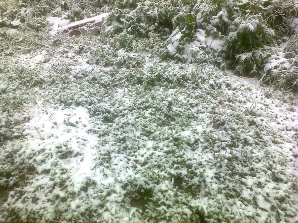 В Тверской области в середине июня выпал снег