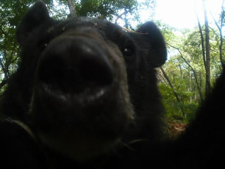 Приморский медведь делал селфи на украденную фотоловушку