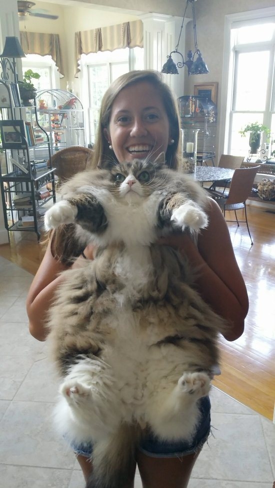 Вот такой большой кот!