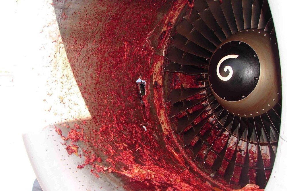Человека засосало в турбину самолета от Michael  Scofield за 19 июня 2014