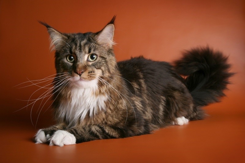 Мейн-ку́н (англ. Maine Coon) — аборигенная порода кошек Соединенных Шт