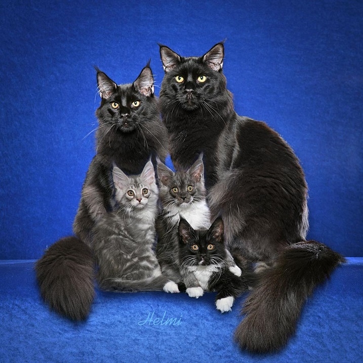 Мейн-ку́н (англ. Maine Coon) — аборигенная порода кошек Соединенных Шт