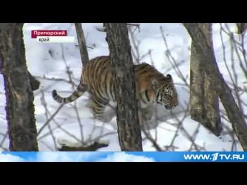 В Приморье открылся первый сафари-парк 