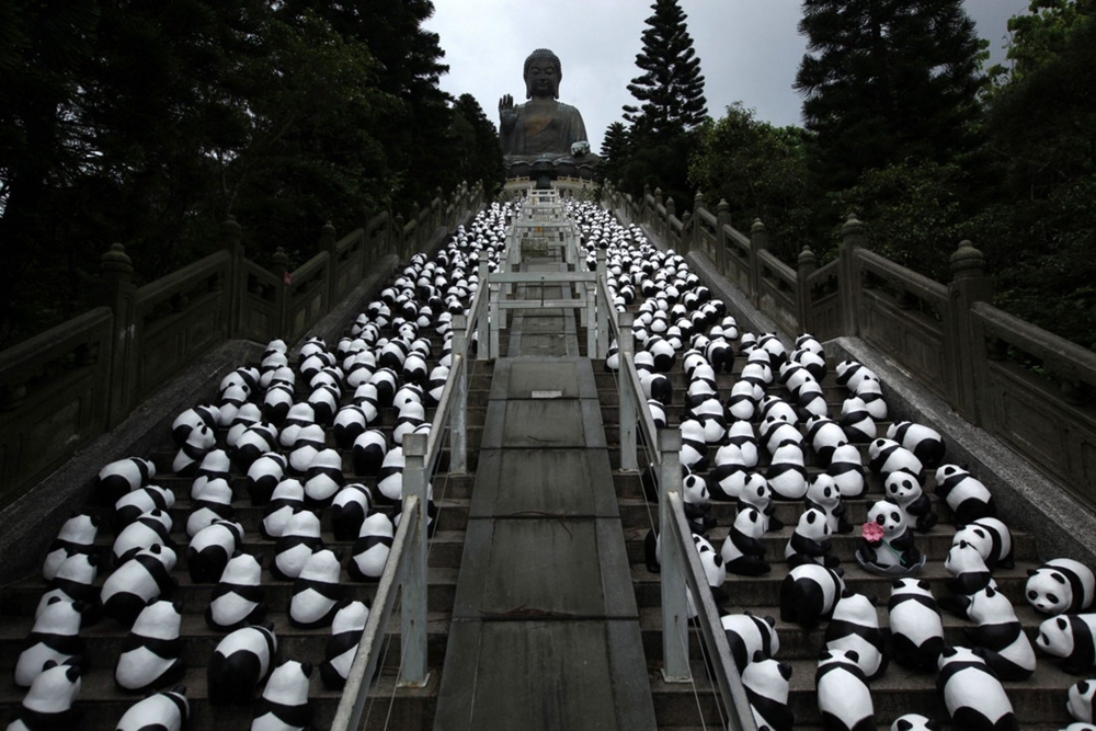 Панды поклоняются Будде