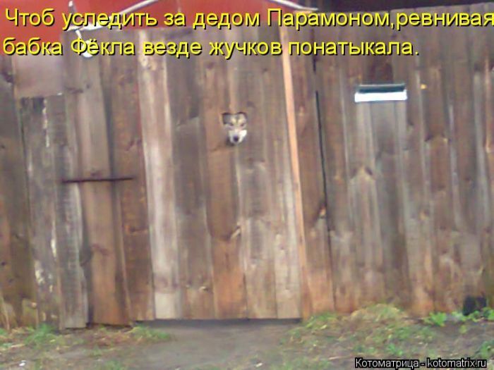 Лучшие котоматрицы недели 