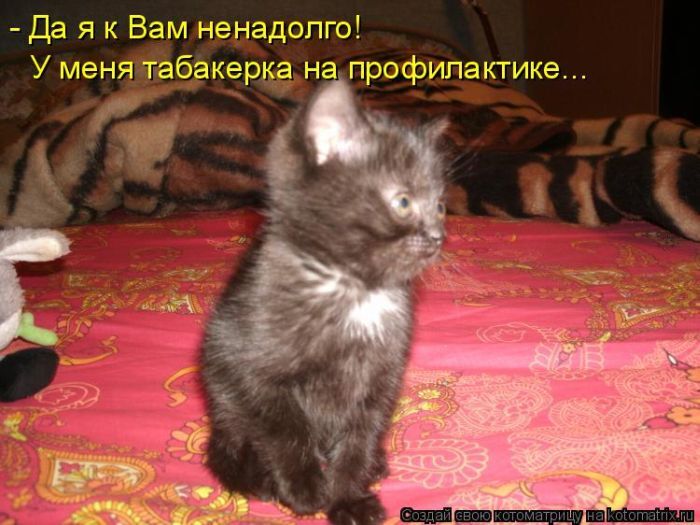 Лучшие котоматрицы недели 