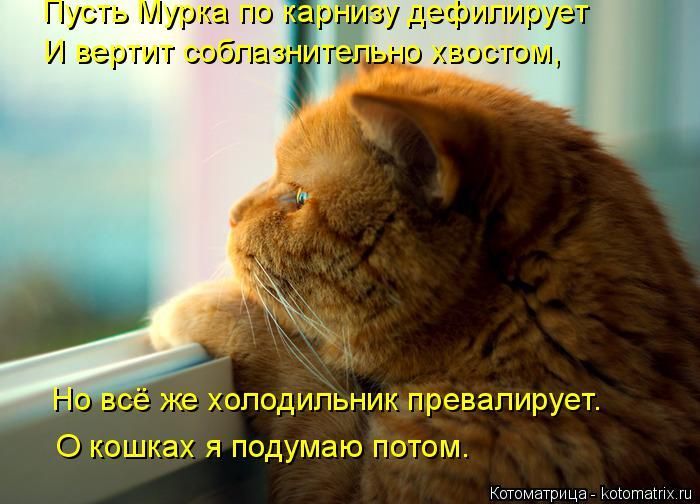 Лучшие котоматрицы недели 