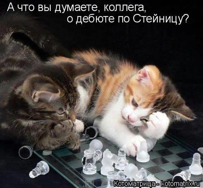 Лучшие котоматрицы недели 
