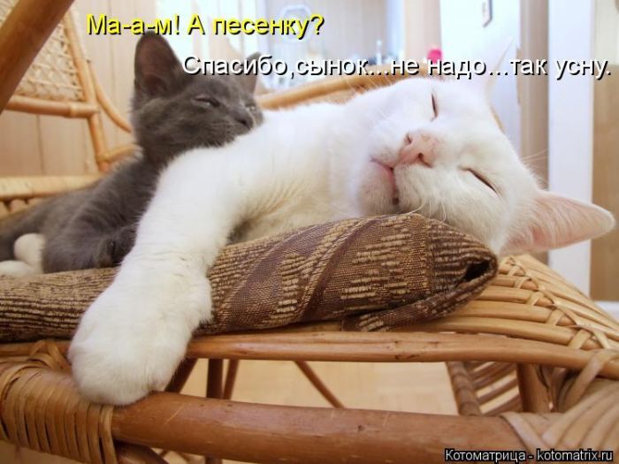 Лучшие котоматрицы недели 