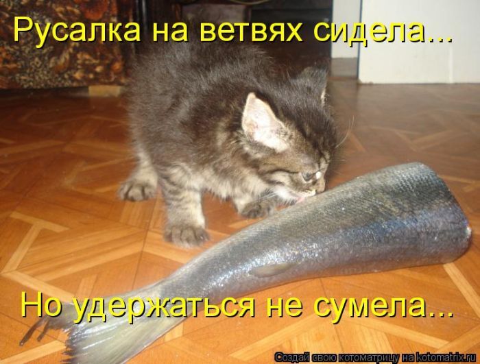 Лучшие котоматрицы недели 