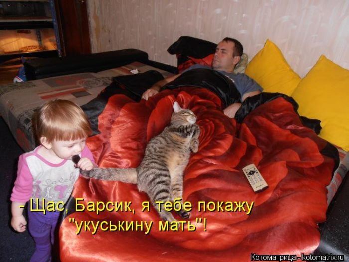 Лучшие котоматрицы недели 