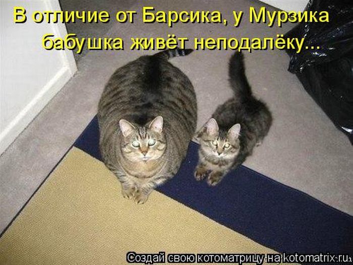 Лучшие котоматрицы недели 