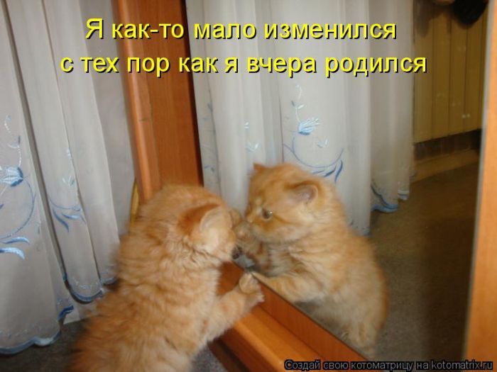 Лучшие котоматрицы недели 