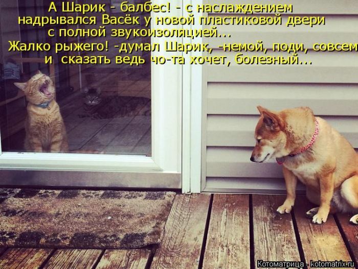 Лучшие котоматрицы недели 