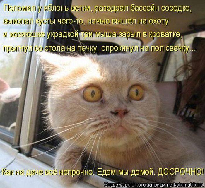 Лучшие котоматрицы недели 