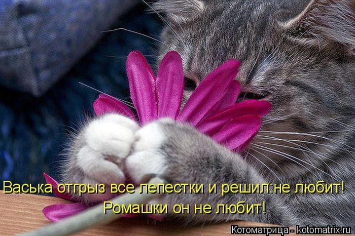 Лучшие котоматрицы недели 
