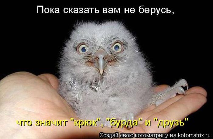 Лучшие котоматрицы недели 