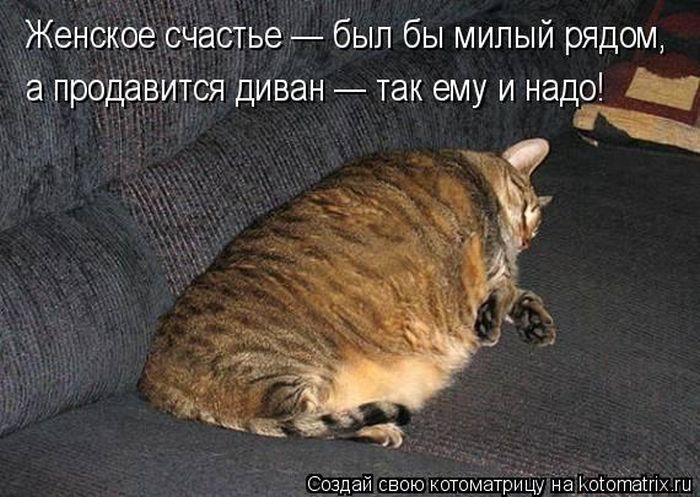 Лучшие котоматрицы недели 