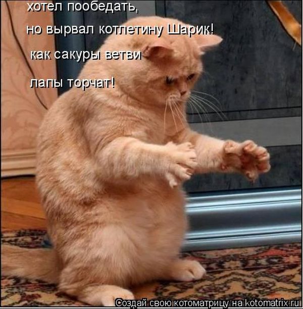 Лучшие котоматрицы недели 