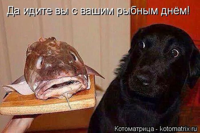 Лучшие котоматрицы недели 
