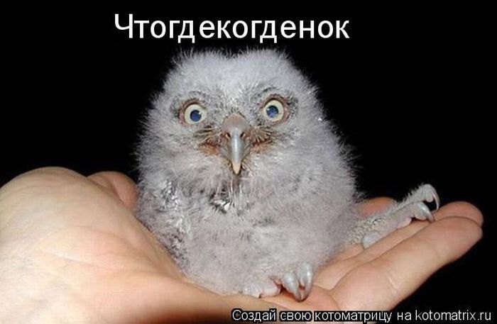 Лучшие котоматрицы недели 