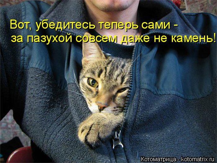 Лучшие котоматрицы недели 