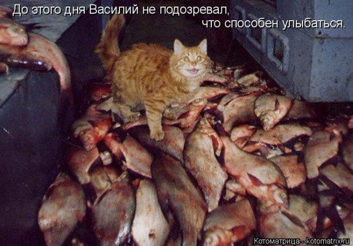 Лучшие котоматрицы недели 