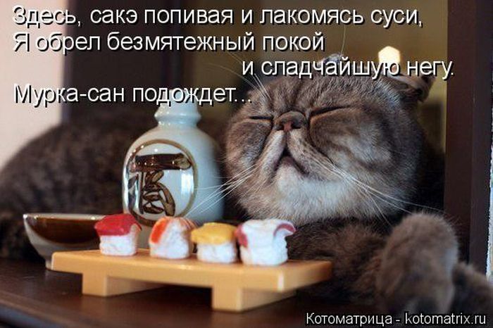 Лучшие котоматрицы недели 