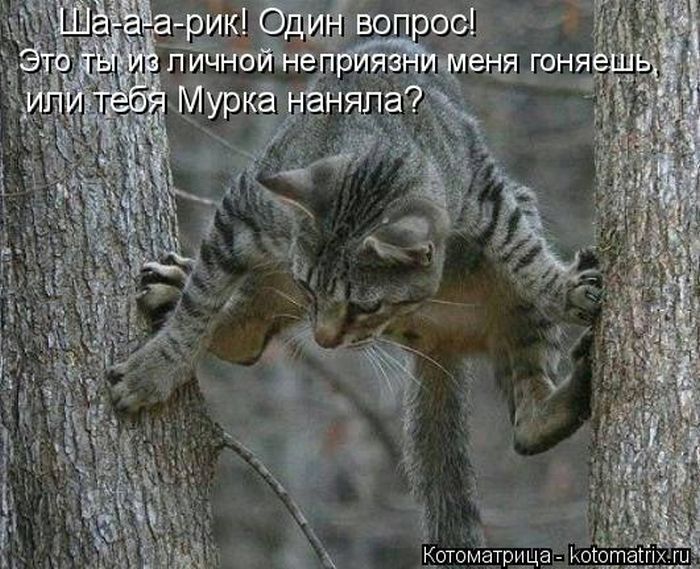 Лучшие котоматрицы недели 