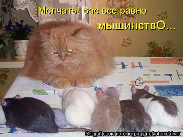 Лучшие котоматрицы недели 