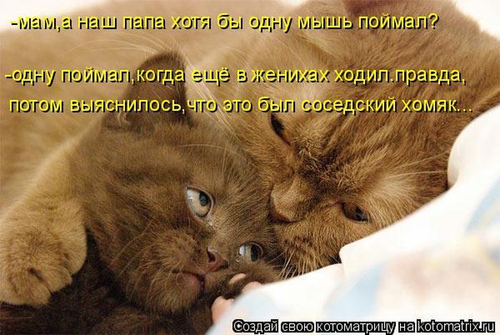 Лучшие котоматрицы недели 