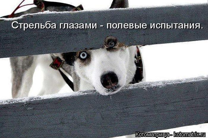 Лучшие котоматрицы недели 