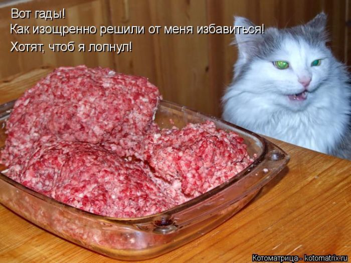 Лучшие котоматрицы недели 
