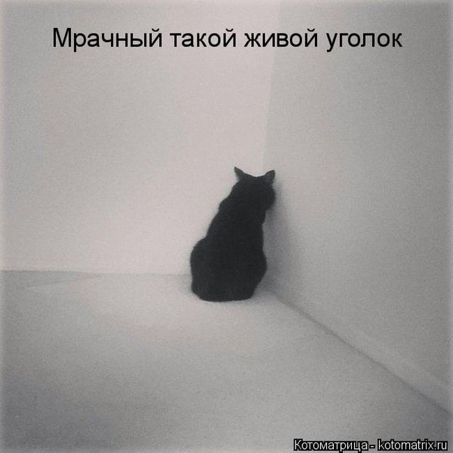 Лучшие котоматрицы недели 