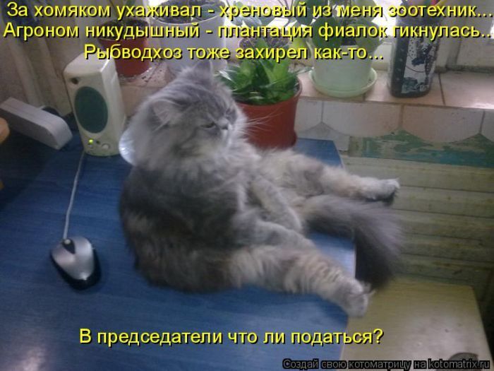 Лучшие котоматрицы недели 