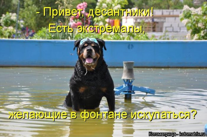 Лучшие котоматрицы недели 