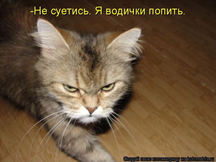 Лучшие котоматрицы недели 