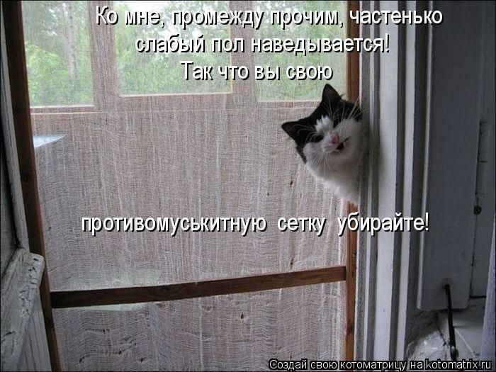 Лучшие котоматрицы недели 