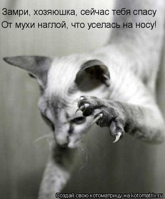 Лучшие котоматрицы недели 