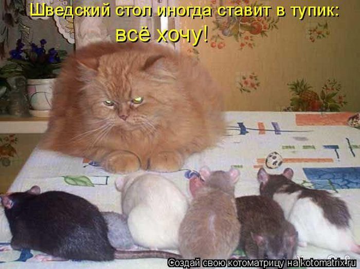 Лучшие котоматрицы недели 