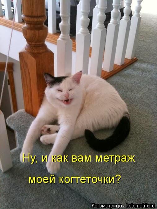 Лучшие котоматрицы недели 