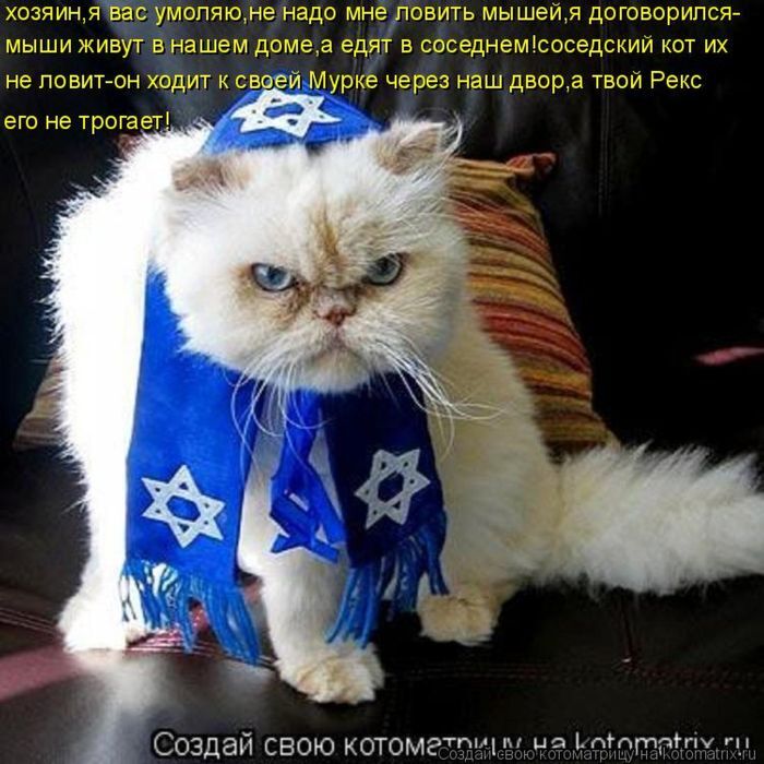 Лучшие котоматрицы недели 