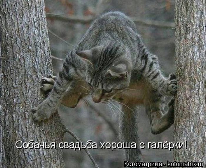 Лучшие котоматрицы недели 