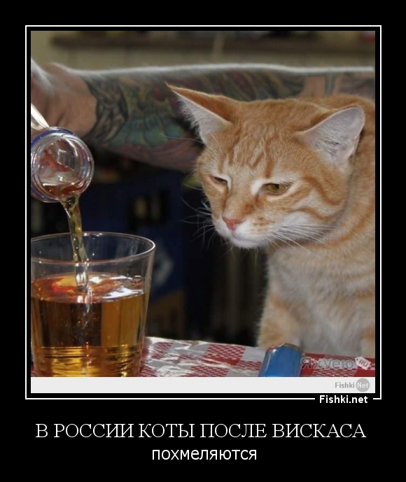 В России коты после вискаса 