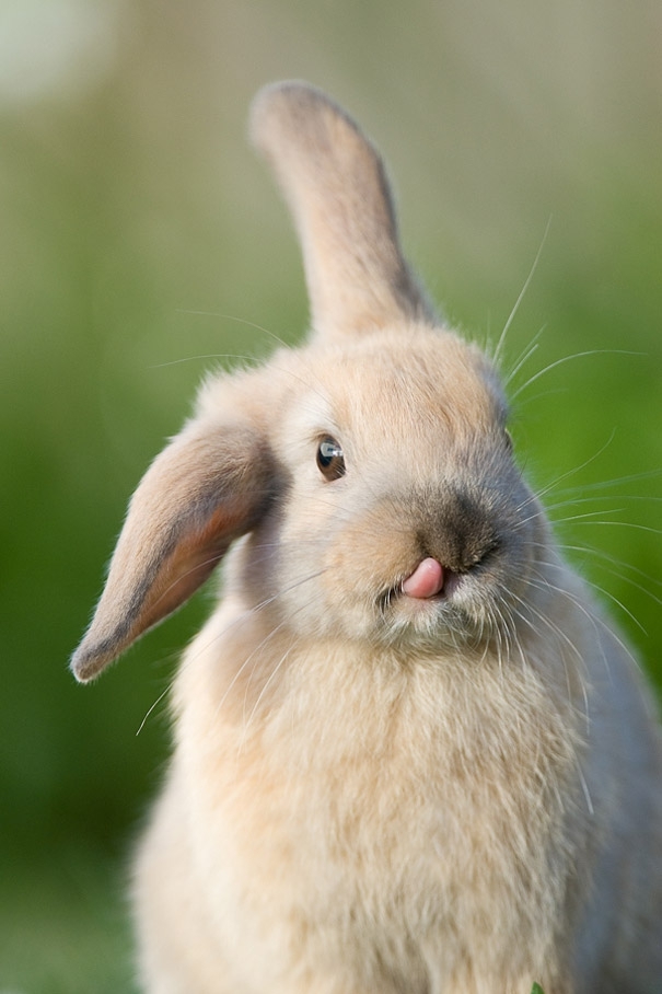 Очаровательные кролики показывающие язык